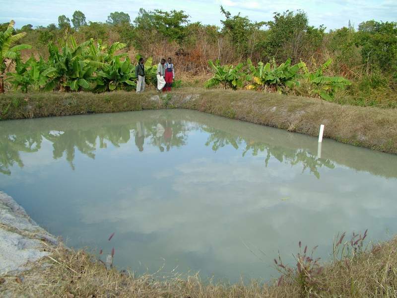 Man found dead in fish pond The New Light PAper